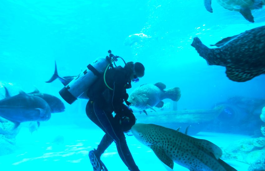 Scuba Diving Spots in Dubai