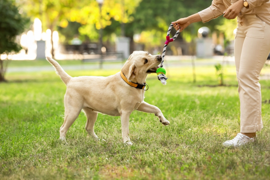 Dog friendly parks dubai