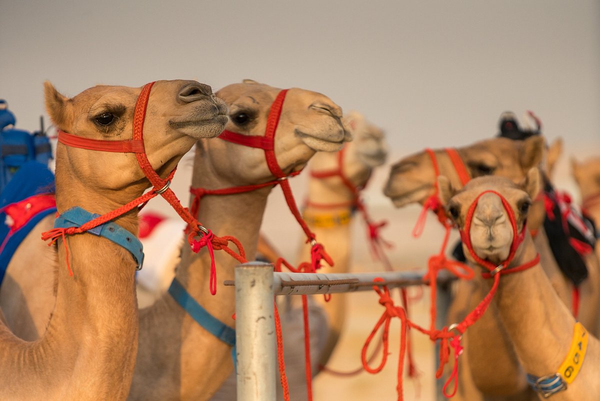 Camel Racing in Dubai