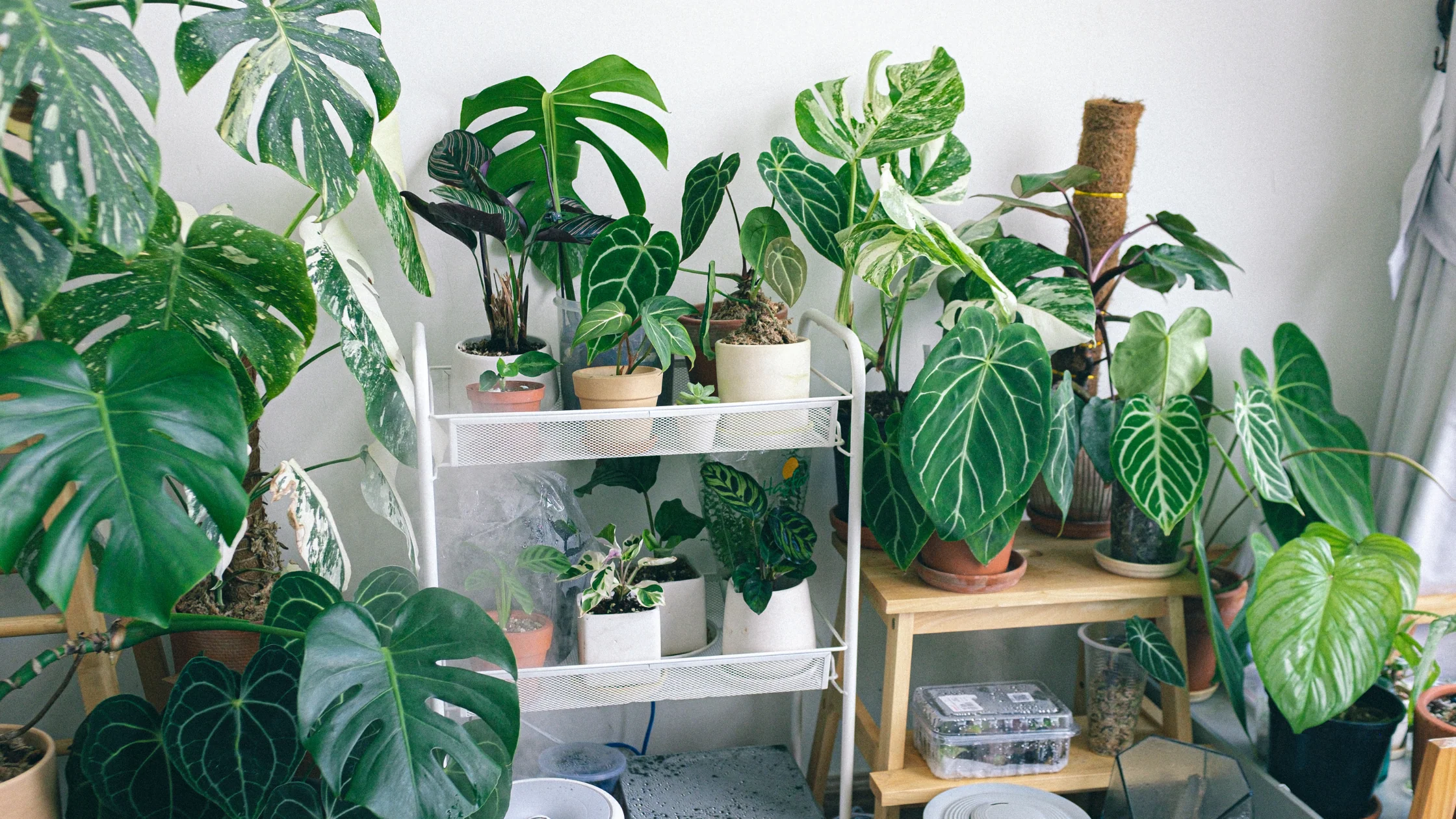 Buy Affordable Plants in Dubai