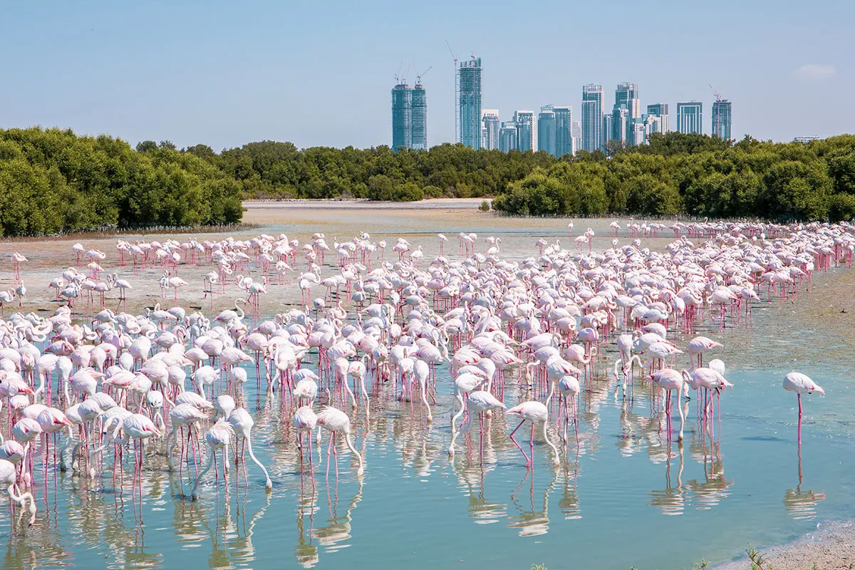 ras al khor wildlife sanctuary