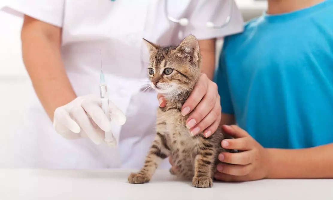 Cat Vaccination in Dubai